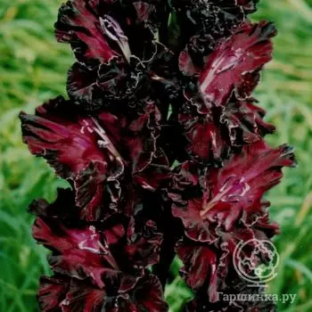 Гладиолус Царица Ночи 4 шт