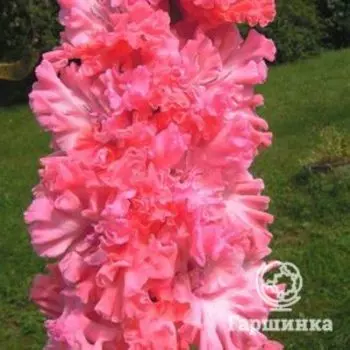 Гладиолус Цветок Жизни