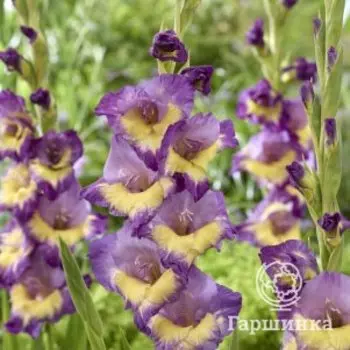 Гладиолус Динамит 3 шт