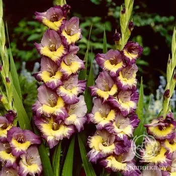 Гладиолус Динамит