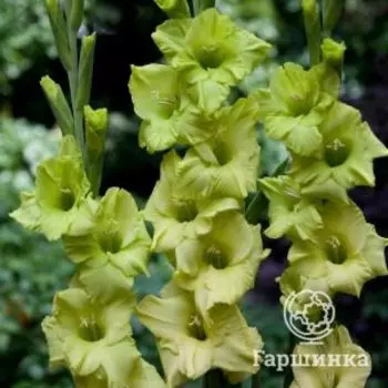 Гладиолус Дингадонг