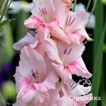 Гладиолус Дольче Вита