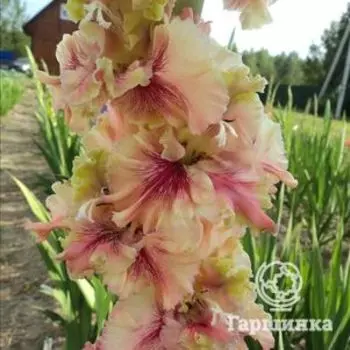 Гладиолус Долгожданный дебют