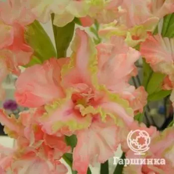 Гладиолус Два в одном