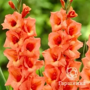 Гладиолус Джессика