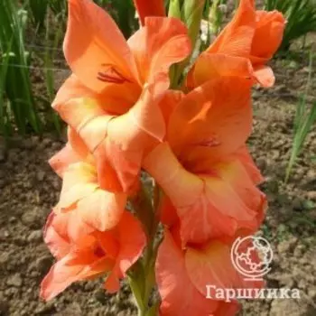 Гладиолус Джессика 3 шт