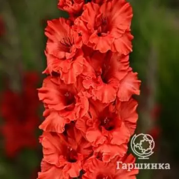 Гладиолус Файр Раффл