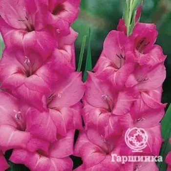 Гладиолус Фиделио 5 шт