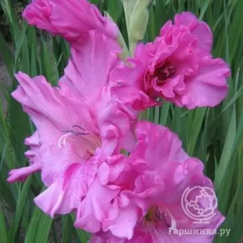 Гладиолус Горная лаванда