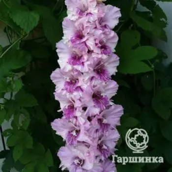 Гладиолус Гостья из будущего