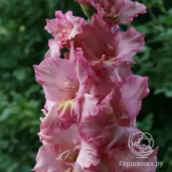 Гладиолус Хорошее Настроение