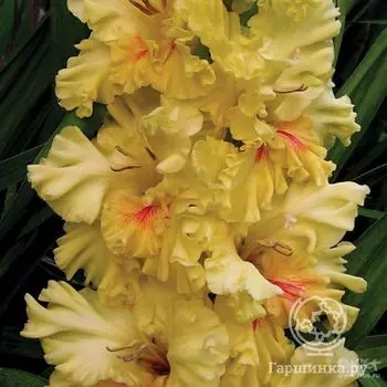 Гладиолус Изюминка