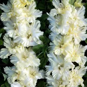 Гладиолус Эльбрус