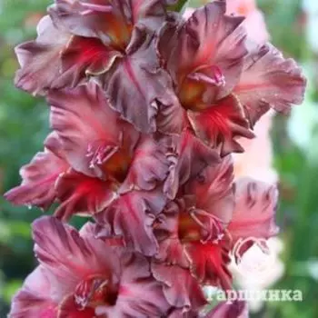 Гладиолус Эль Диабло