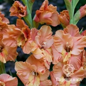 Гладиолус Эрес Ту