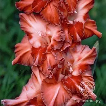 Гладиолус Кареглазая