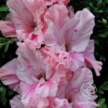 Гладиолус Катерина