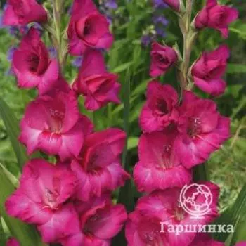 Гладиолус Казимир