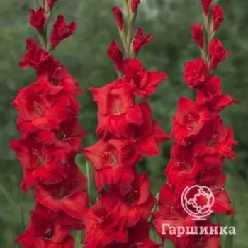 Гладиолус Кир Роял