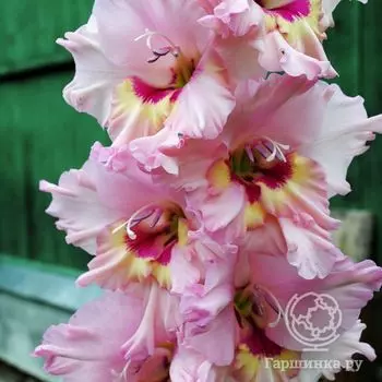 Гладиолус Красоты Карелии