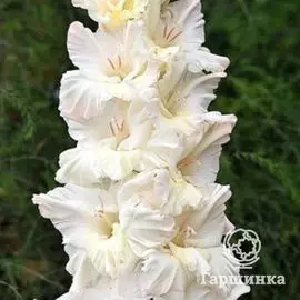 Гладиолус Лебединое озеро 4 шт