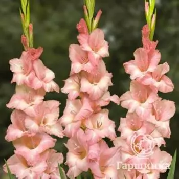 Гладиолус Леголас