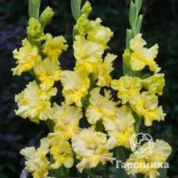 Гладиолус Лемон Фриззл