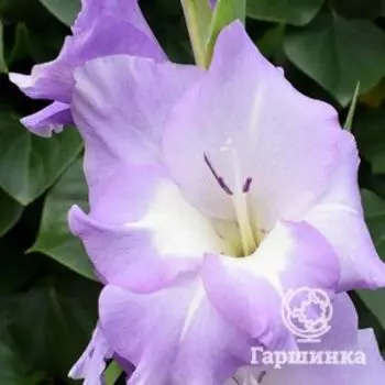 Гладиолус Магдалина