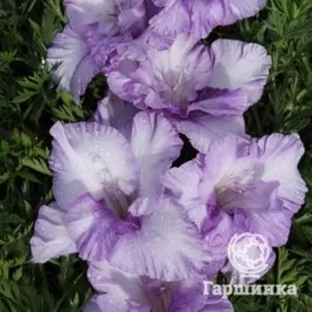 Гладиолус Мальтион Блю Грата