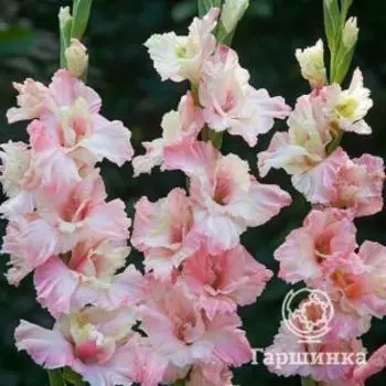 Гладиолус Миндсет 5 шт