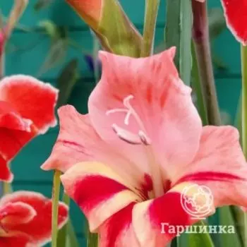 Гладиолус мини Натали 3 шт