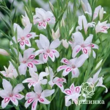 Гладиолус мини Нимф