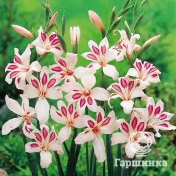 Гладиолус мини Принц Клаус 5 шт