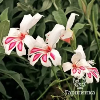 Гладиолус мини Принц Клаус 3 шт