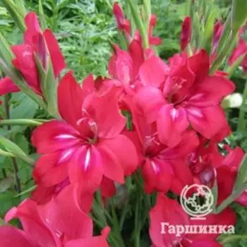 Гладиолус мини Робинетта