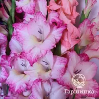 Гладиолус Мистер Сэндмэн