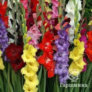 Гладиолус Микс