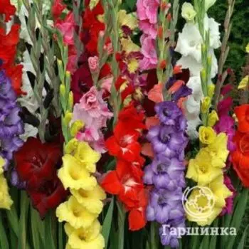 Гладиолус Микс сортов 2 шт