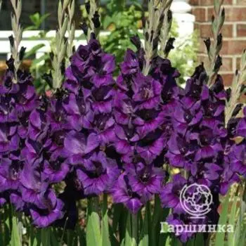 Гладиолус Момбасса 5 шт