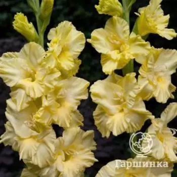 Гладиолус Монинг Голд