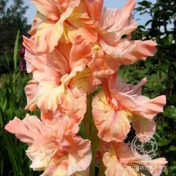 Гладиолус Надежда