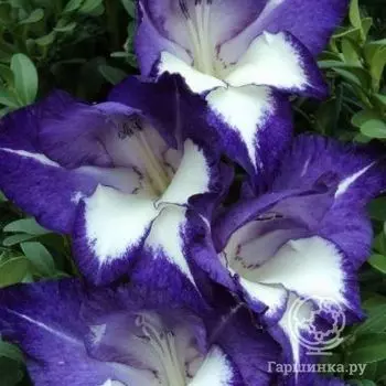 Гладиолус Небо и звезды