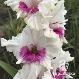 Гладиолус Независимость 4 шт