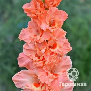 Гладиолус Нижний Новгород