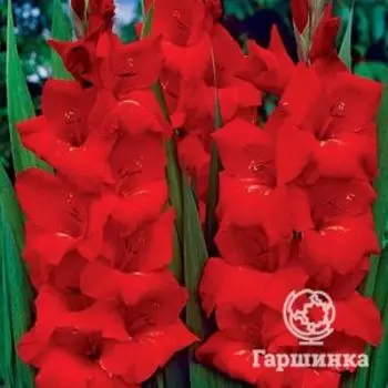 Гладиолус Оскар 5 шт