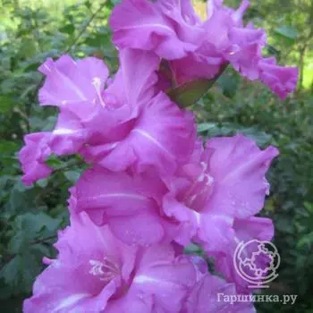 Гладиолус Париж Париж 4 шт