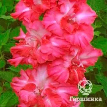 Гладиолус Парижанка