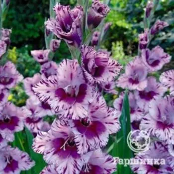 Гладиолус Пассос