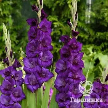 Гладиолус Пепл Флора