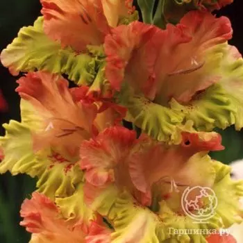 Гладиолус Перо павлина-2 4 шт